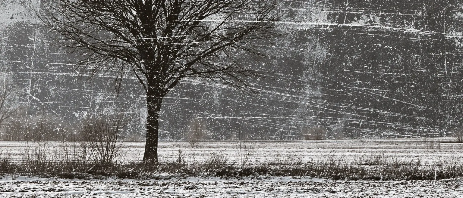 A bare tree alone in a scored winter field.